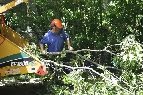 tree services Sylvan Beach